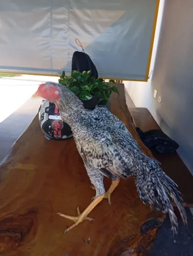 Frango índio