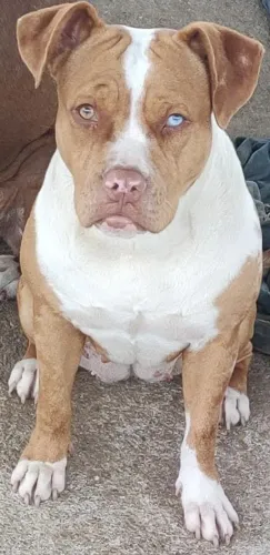 Pitmonster estrutura baixinha e forte pelagem rara merle