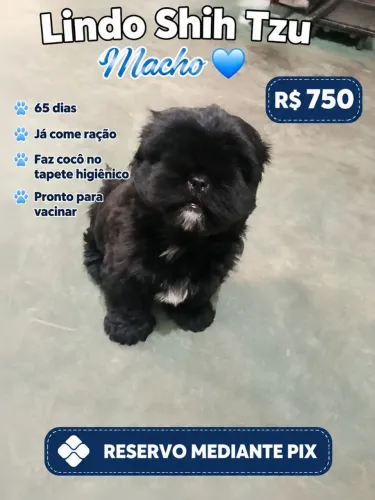 Lindo Shitzu macho 