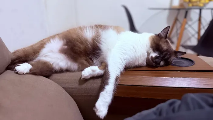 Doação Gato siamês