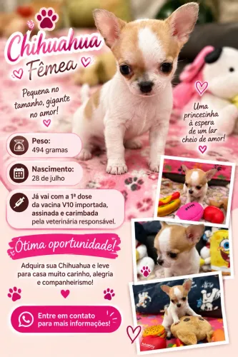 CHIHUAHUA FÊMEA À VENDA