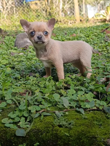 Chihuahuas disponível, machos e fêmeas em promoção
