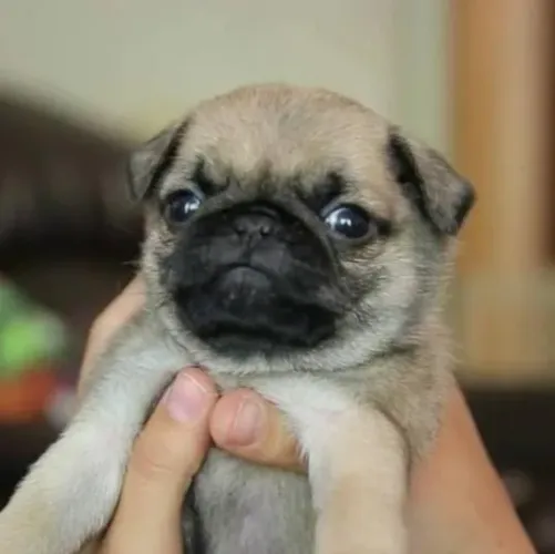 Pug Filhotes Ótimos Amigos. 