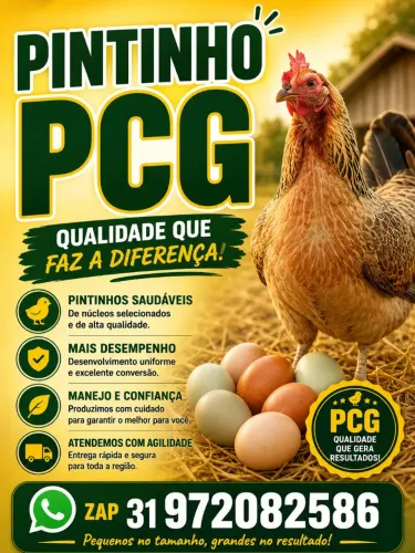 Pintinhos 