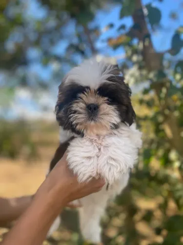 Shih tzu bicolor