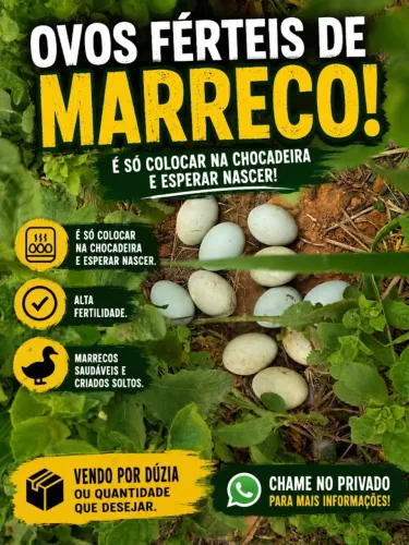 Ovos ferteis de marreco