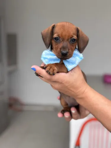 Salsisha com 48 dias vermifugado e vacinado