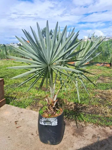 Palmeira Azul
