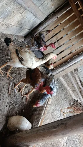 Vendo 4 frangas e dois frangos mestiço a Índio gigante.