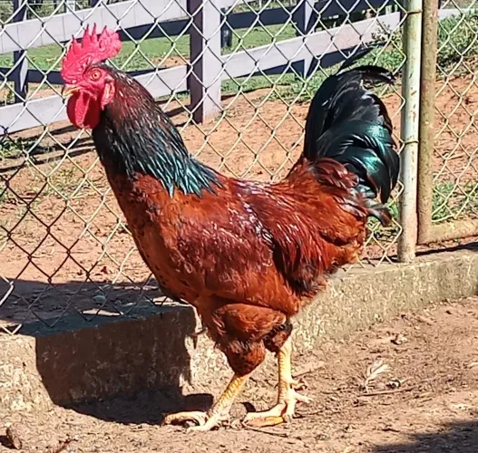 GALO Embrapa