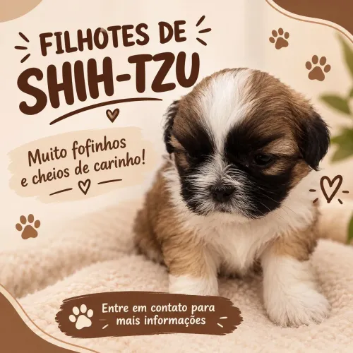 Filhote de shitzu