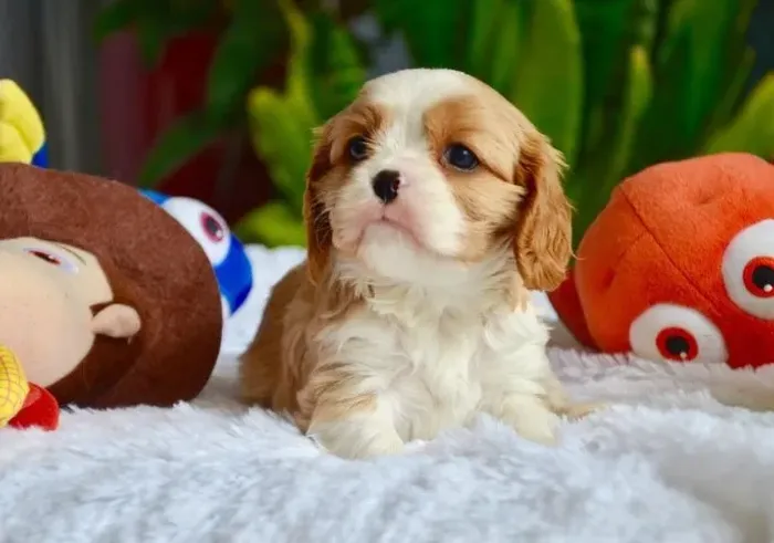 Cavalier King Charles Spaniel Disponível - Facilidade em Até 12x Sem Juros!