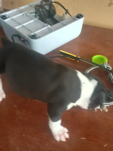 Cachorro 