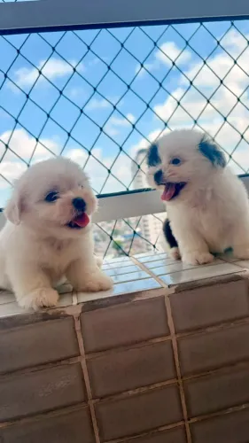filhotes de shi tzu