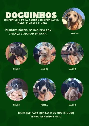 FILHOTES PARA ADOÇÃO RESPONSÁVEL 