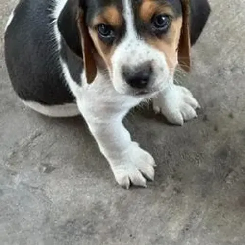 Beagle,Beagle Filhote Estrutura Perfeita Disponível
