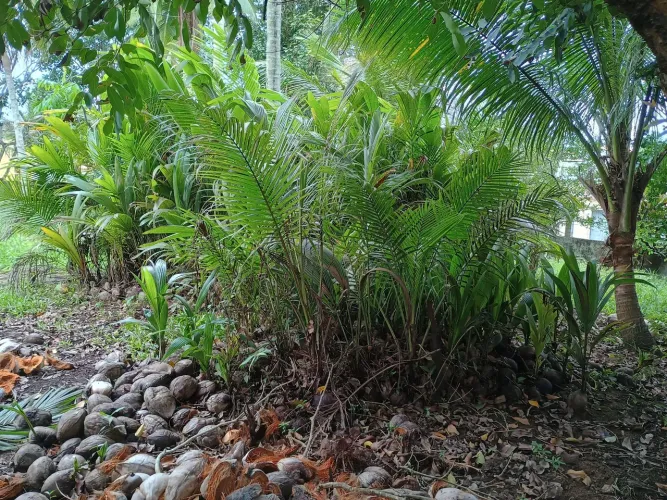 LVS AGRO - MUDAS DE COCO