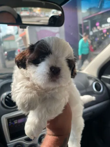 Shih Tzu - Ótimo para apartamento 