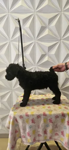 Schnauzer Gigante 