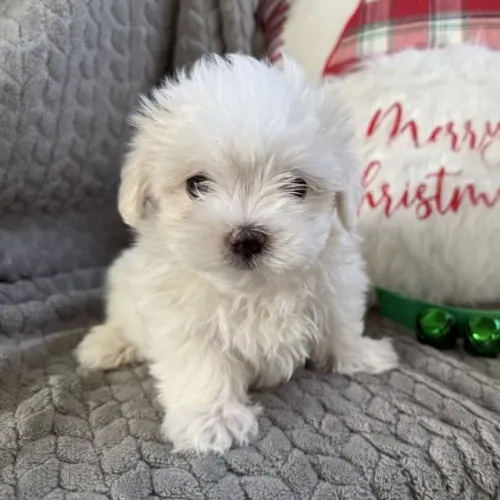 Filhotes de Poodle - Leve Mais Alegria e Carinho Para Sua Casa