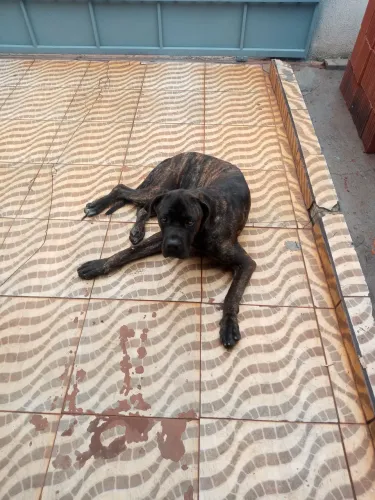 Cachorro raça carne corso