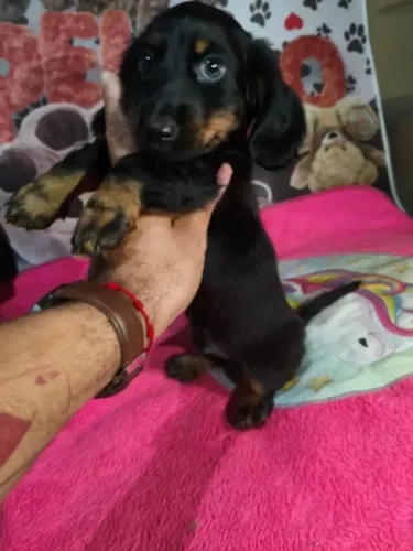 Princesinha Basset teckel pêlo longo disponível!