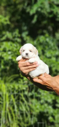 Shih-tzu Branco e Areia - Macho e Femea - LEIA O ANUNCIO