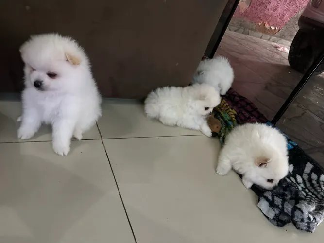 Spitz alemão anão 