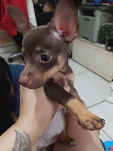 Pincher num 1