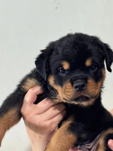 Filhotes de Rottweiler com Pedigree (2 Fêmeas e 2 Machos)