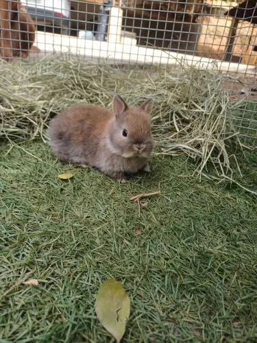 Mini coelhinho anão netherland