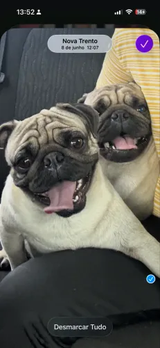 Troco pug