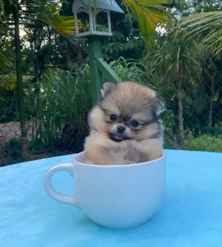 Spitz Alemão Anão Macho!! Filhotes de Excelente Padrão. 