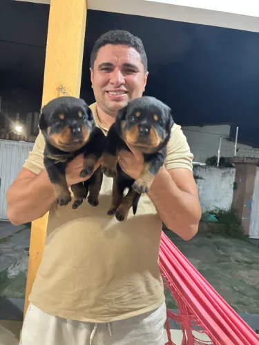 Filhotes de Rottweiler com Pedigree - Linhagem Selecionada Descrição Filhotes de CBKC/FCI