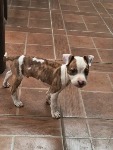 Filhote macho de Pitbull