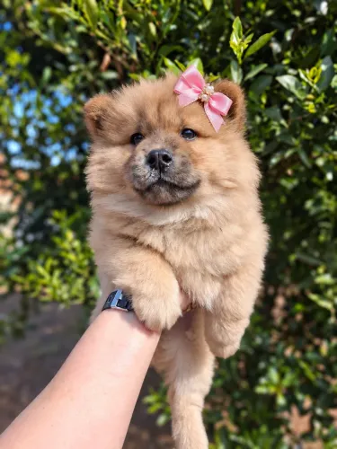 Chow Chow fêmea porte médio raça pura 