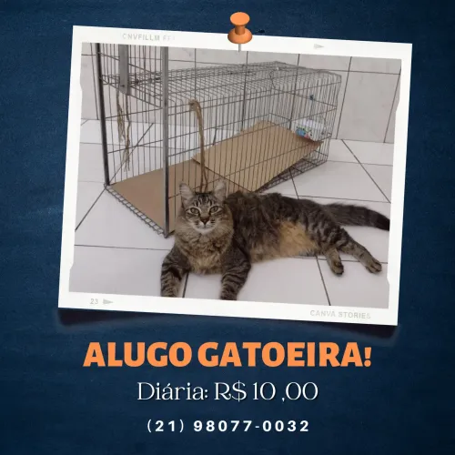 Aluguel de Equipamento para Captura de Gato