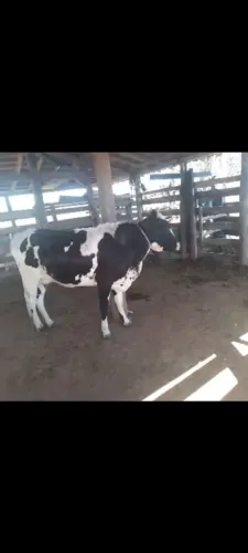 Vaca leiteira média 12 litros de leite.