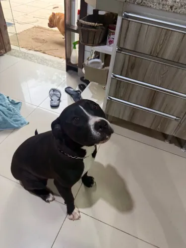 American staffordshire terrier
