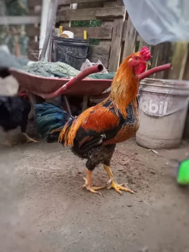 Vendo galo caipira 
