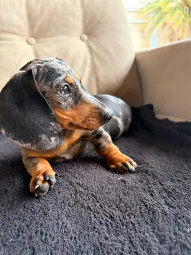 Basset Dachshund