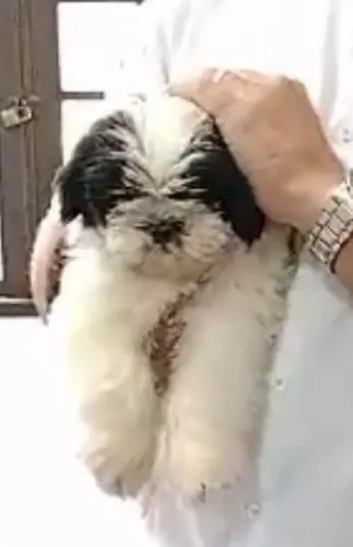 Shih tzu pequena fofura