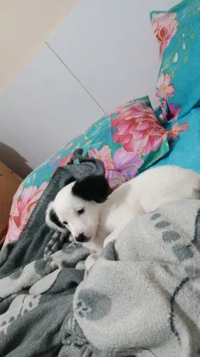 Doação de cachorro 