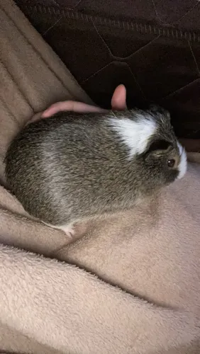 Porquinho da índia