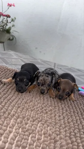 PINSCHERS MINIATURA