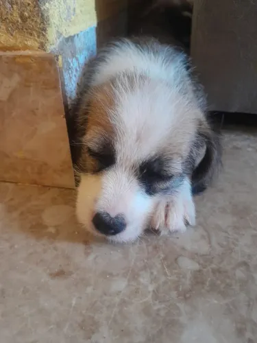 Doação desses filhotes shitsu com vira lata com 2 meses 