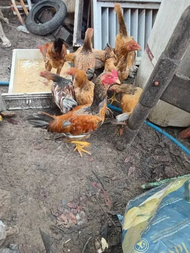 Vendo franguinhos caipiras 