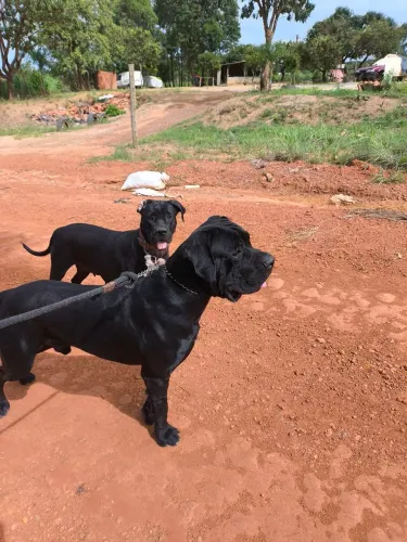 Filhotes de Cane Curso