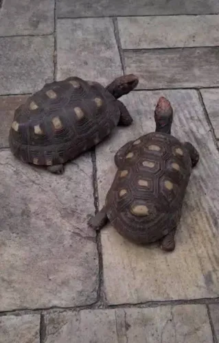 Vem adquirir seu cágado
