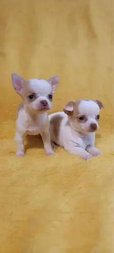 Chihuahuas Machos Fawn & White